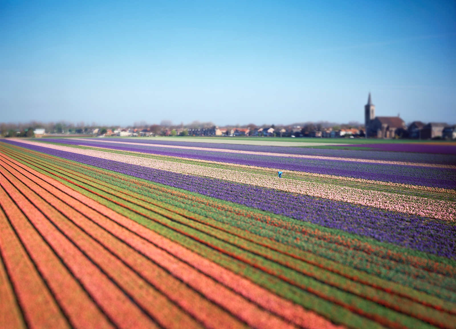 Bollenvelden De Zilk