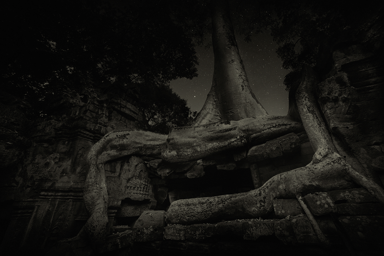 Strangler Fig 5 Ta Prohm Temple